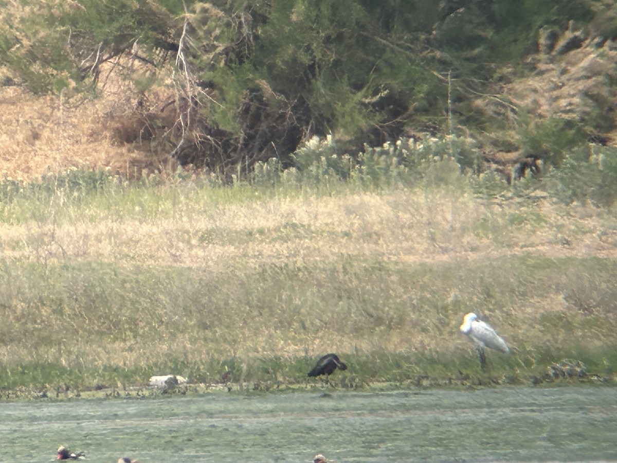 Eurasian Spoonbill - ML638367840