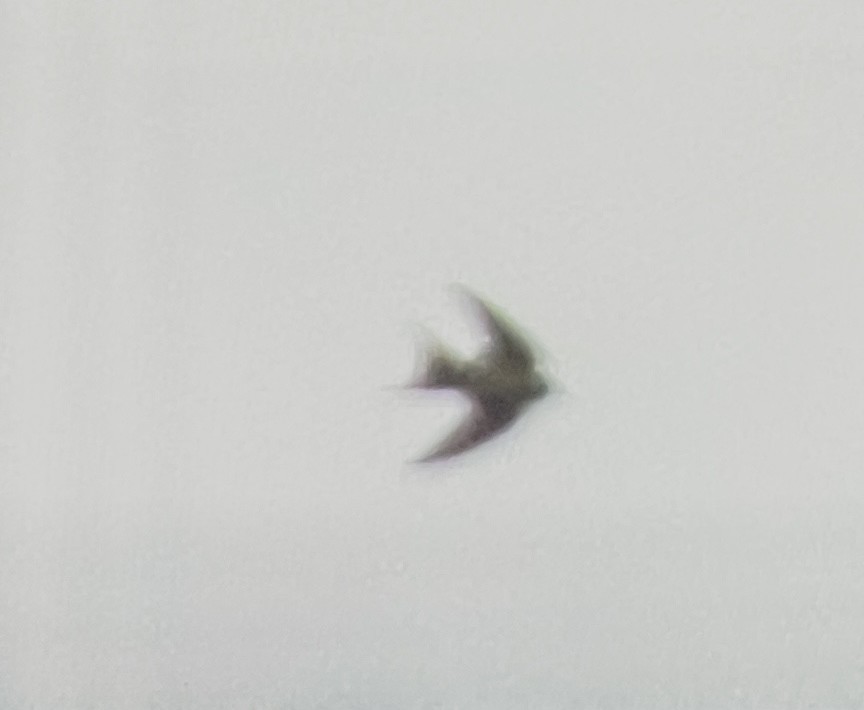 Barn Swallow - ML638367843