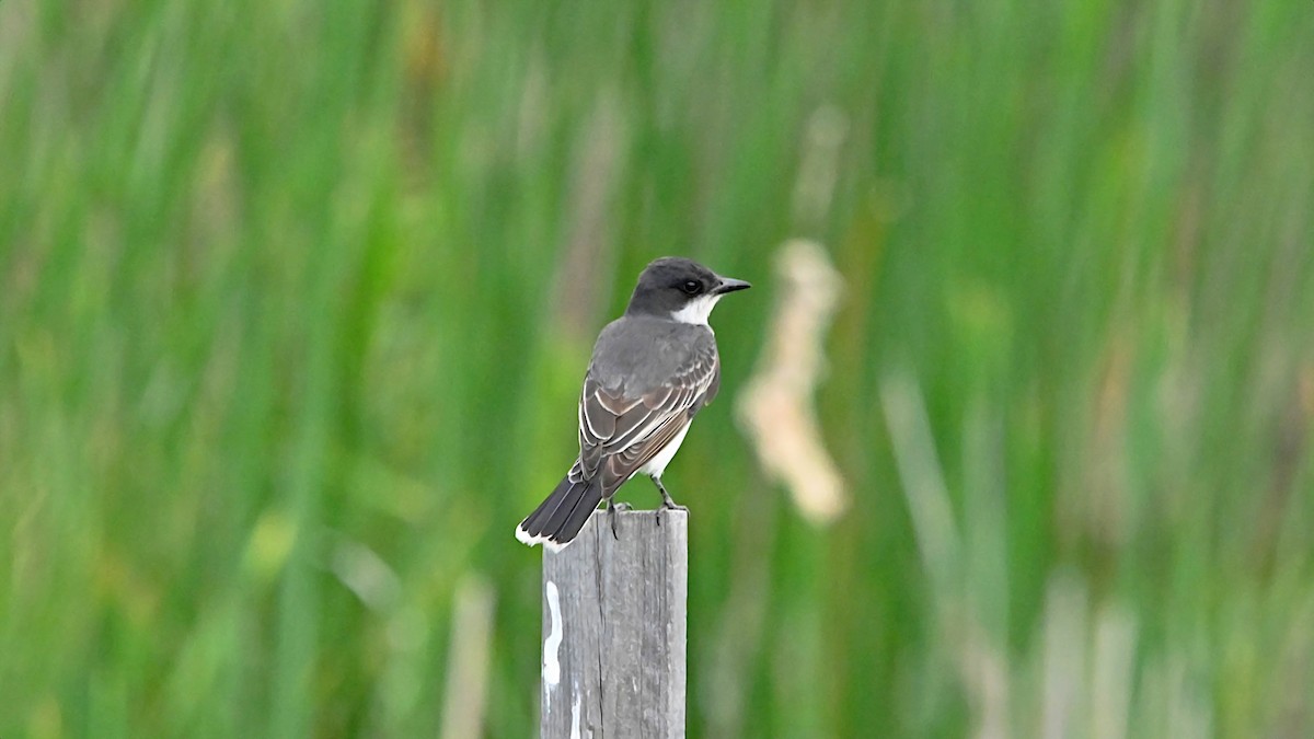 Eastern Kingbird - ML638367847