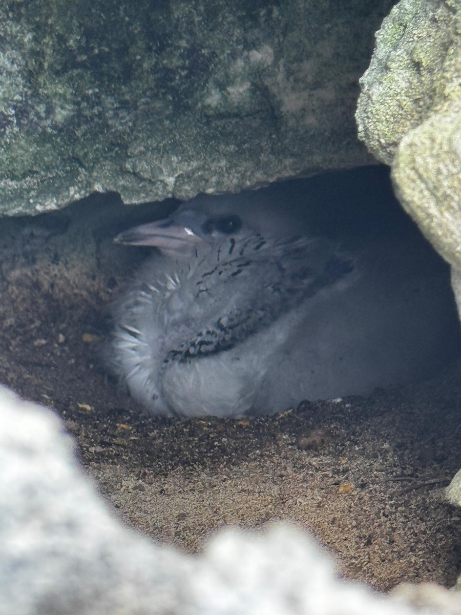 White-tailed Tropicbird - ML638367849