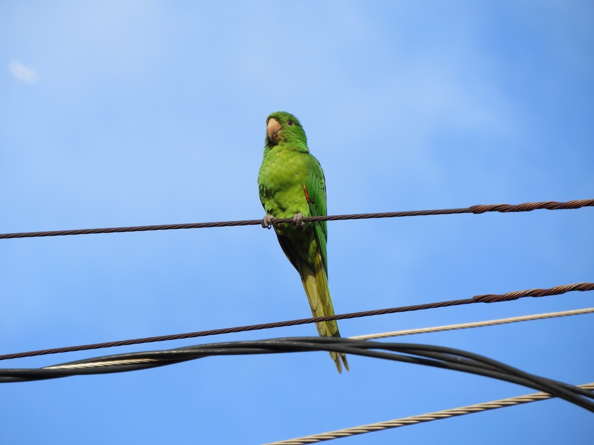 White-eyed Parakeet - ML638367853