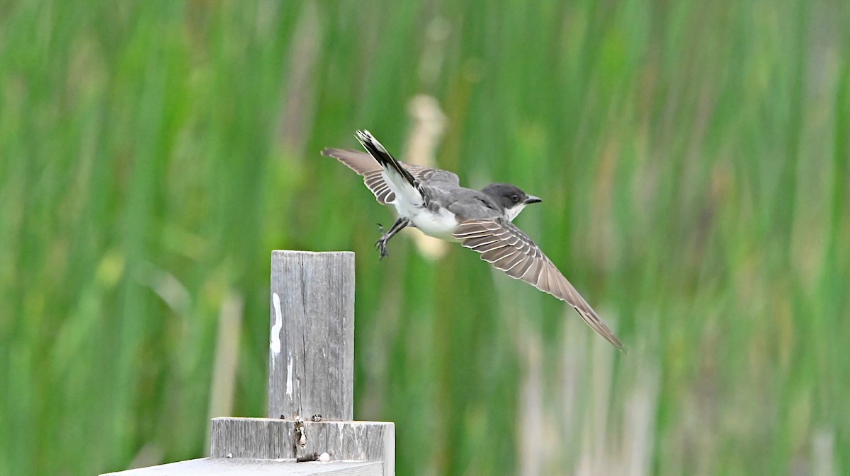Eastern Kingbird - ML638367857