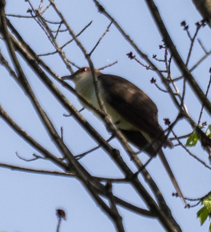 Black-billed Cuckoo - ML638367860