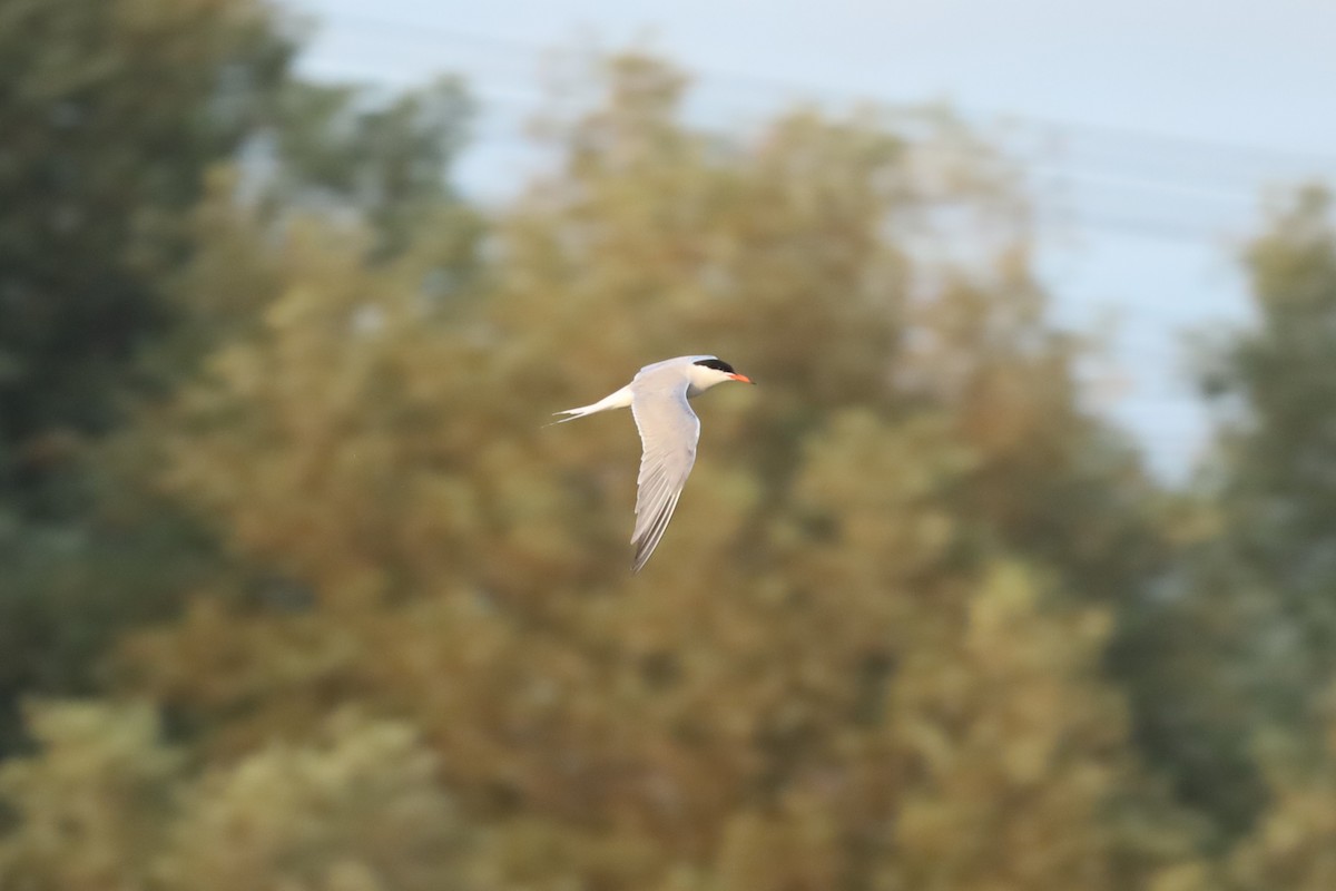 Common Tern - ML638367862