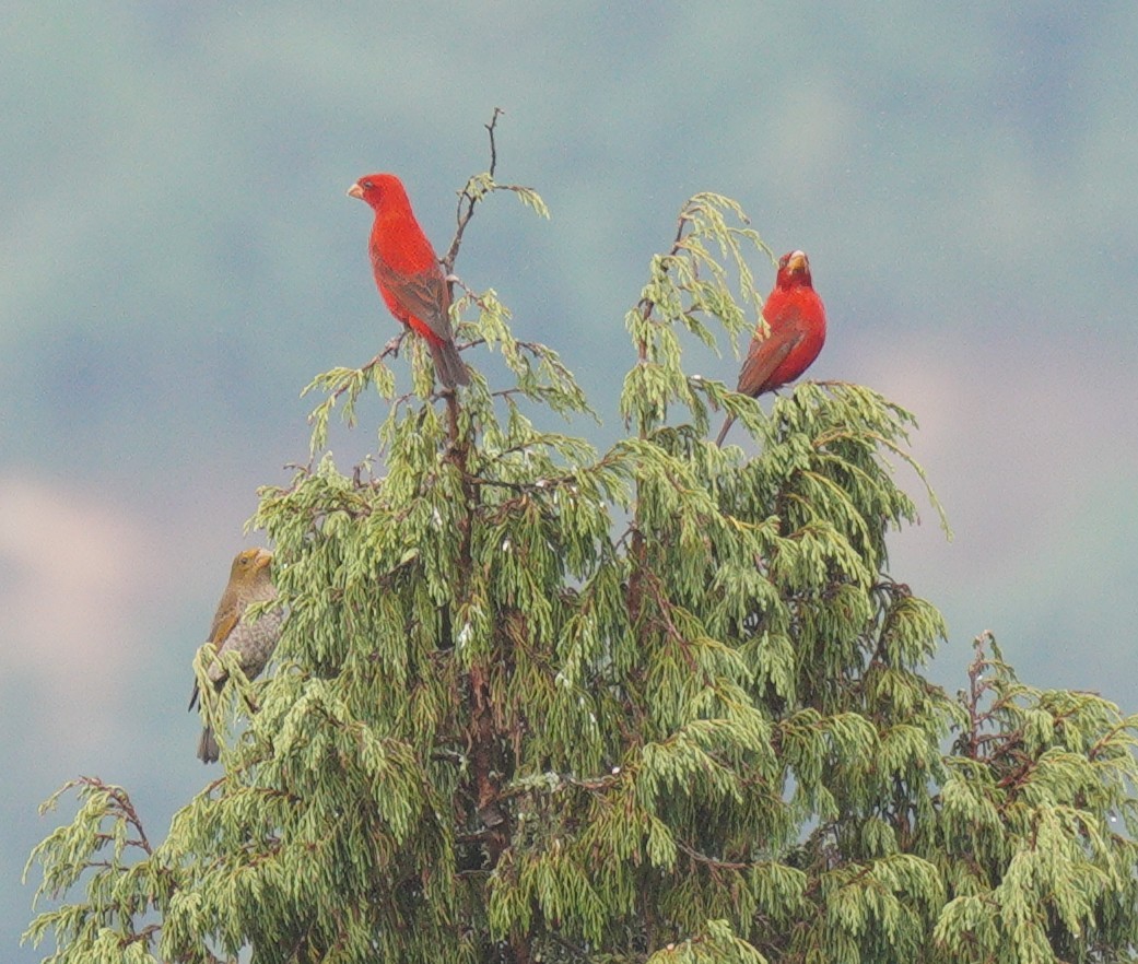 Scarlet Finch - ML638367864