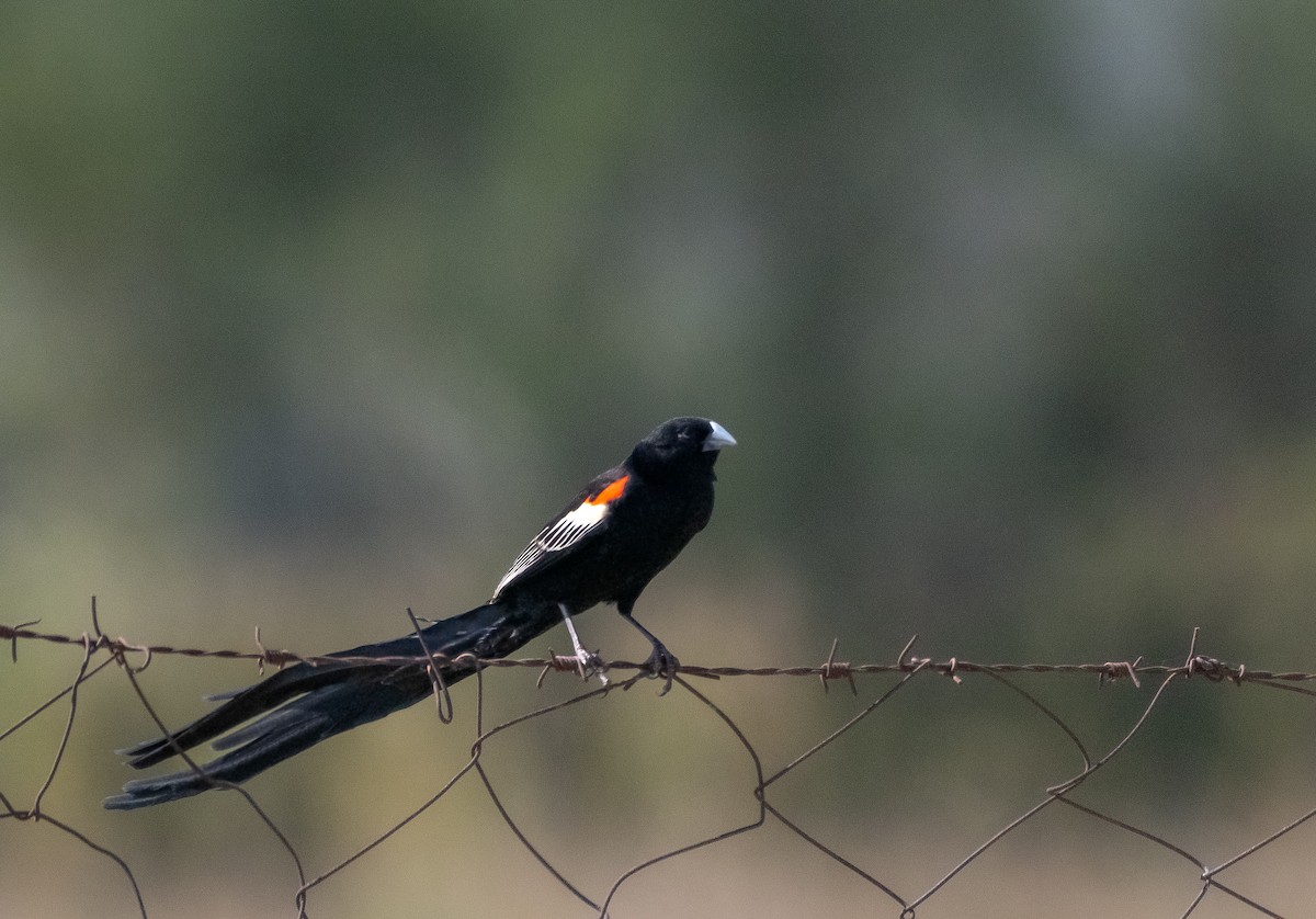 Long-tailed Widowbird - ML638367867