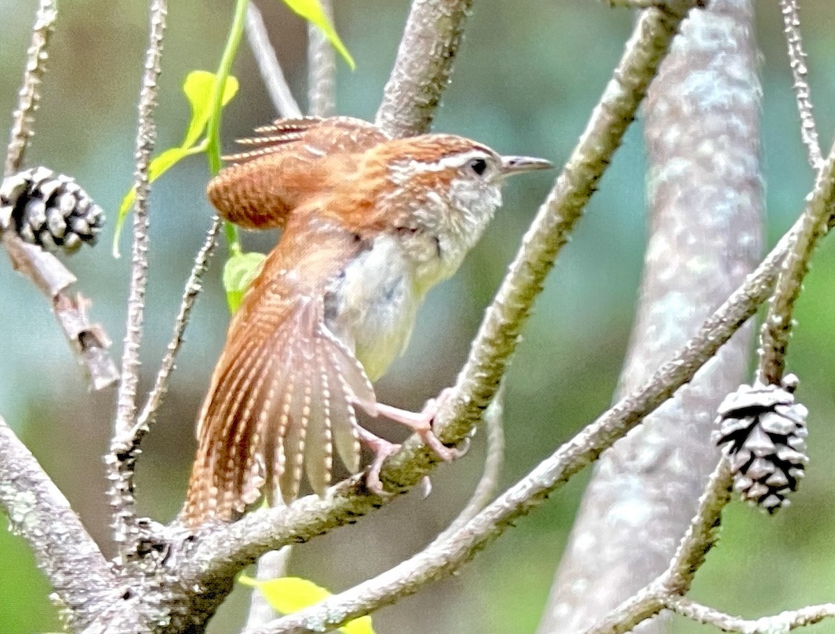 Carolina Wren - ML638367868
