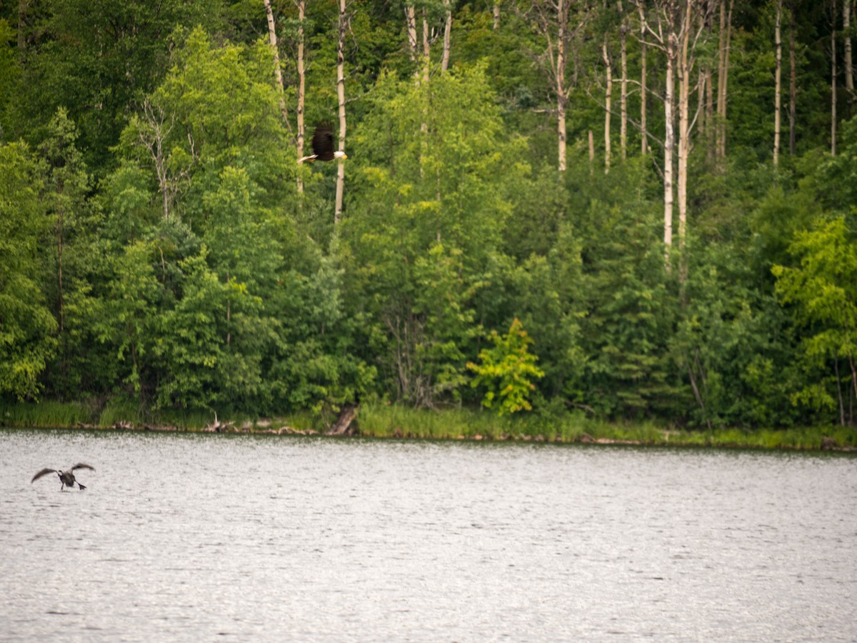 Bald Eagle - ML638367869