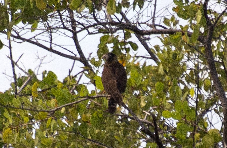 Yellow-headed Caracara - ML638367872
