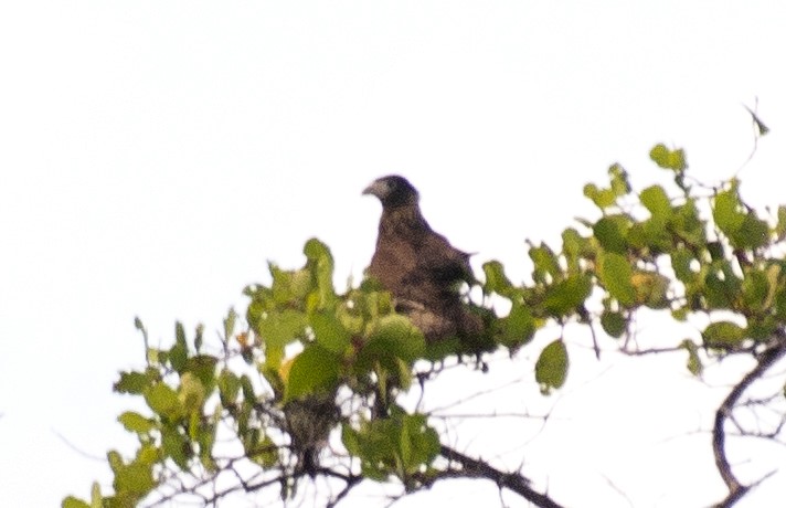 Yellow-headed Caracara - ML638367873