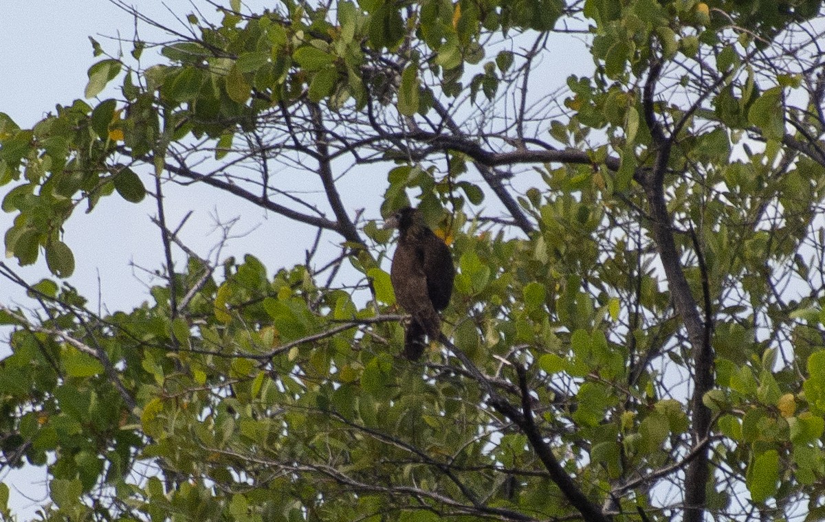 Yellow-headed Caracara - ML638367874