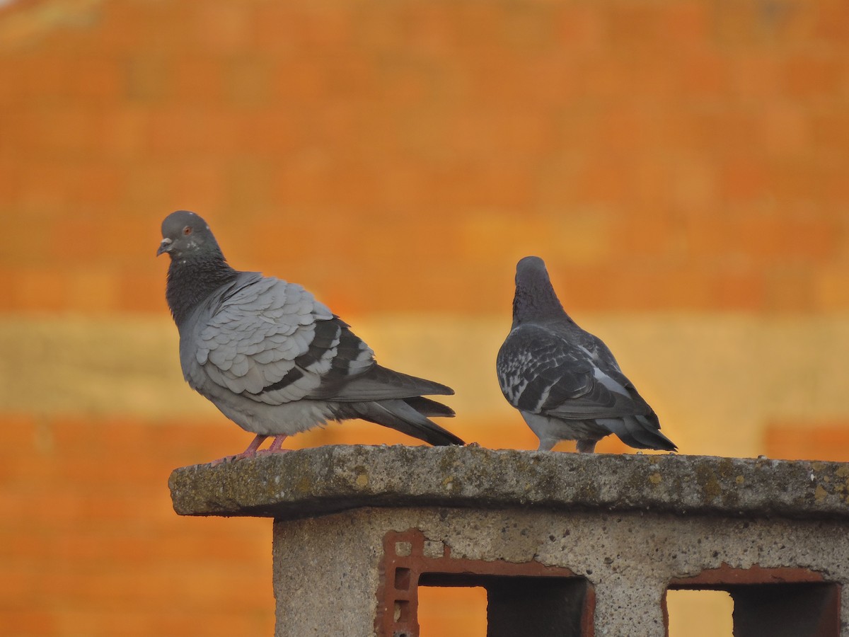Rock Pigeon - ML638367875