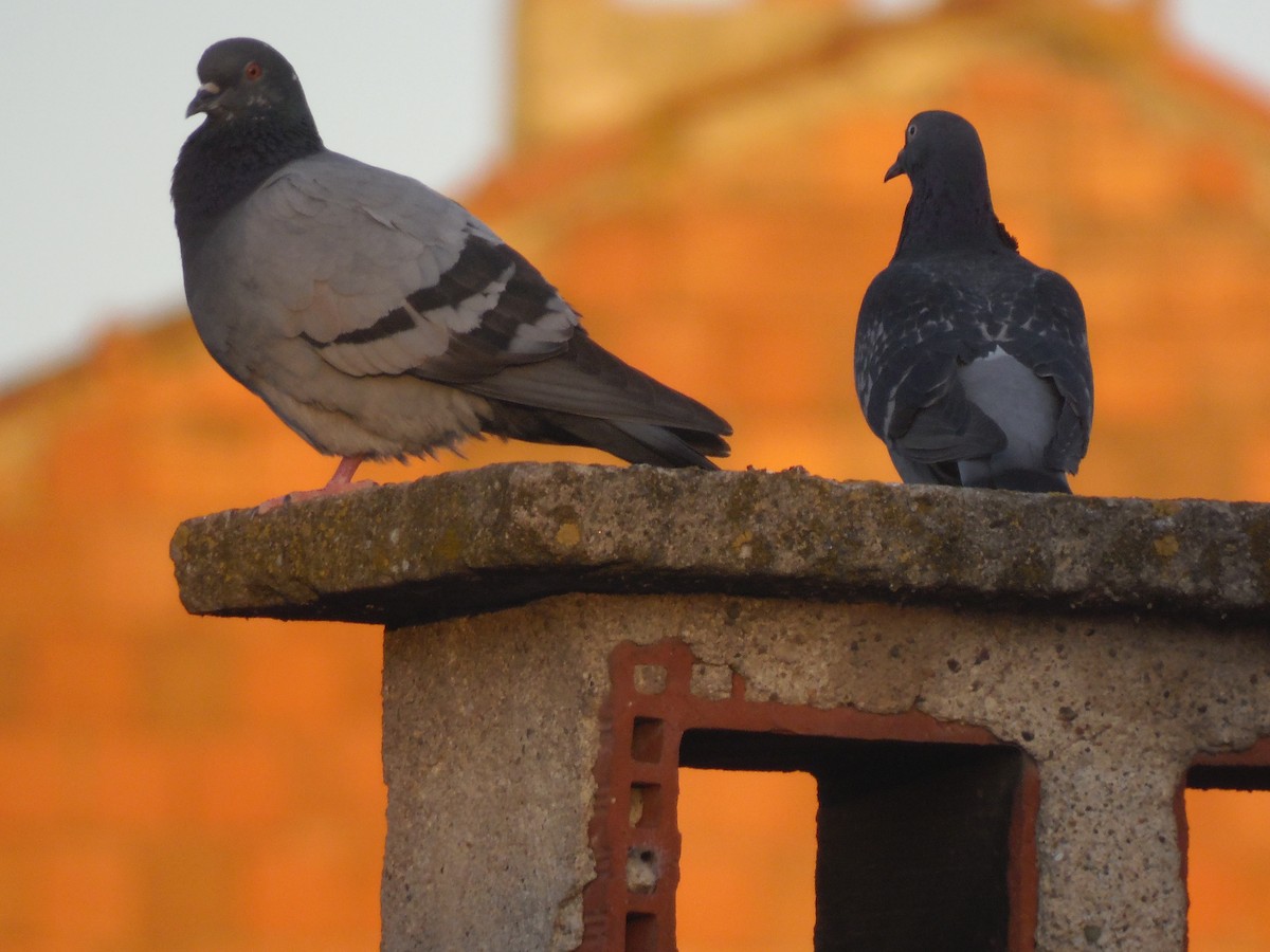 Rock Pigeon - ML638367876