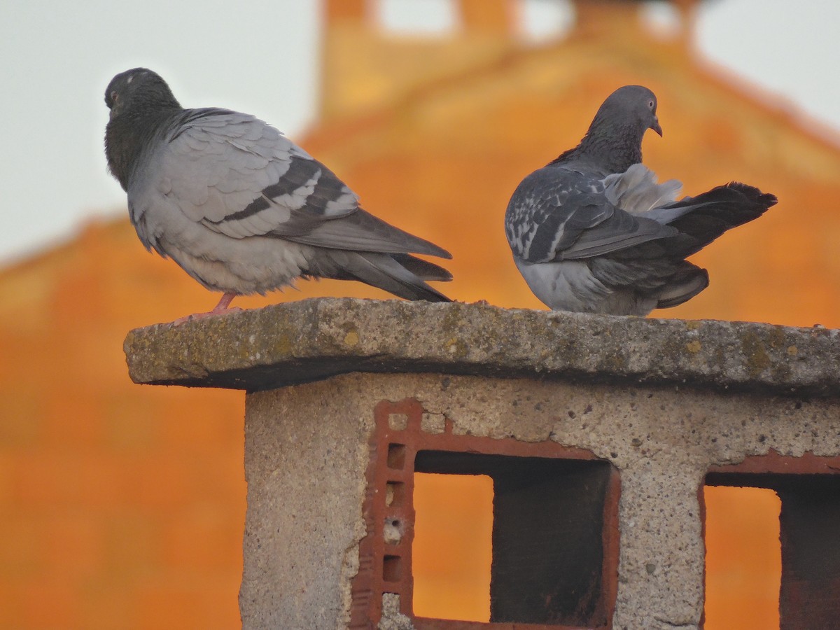 Rock Pigeon - ML638367877