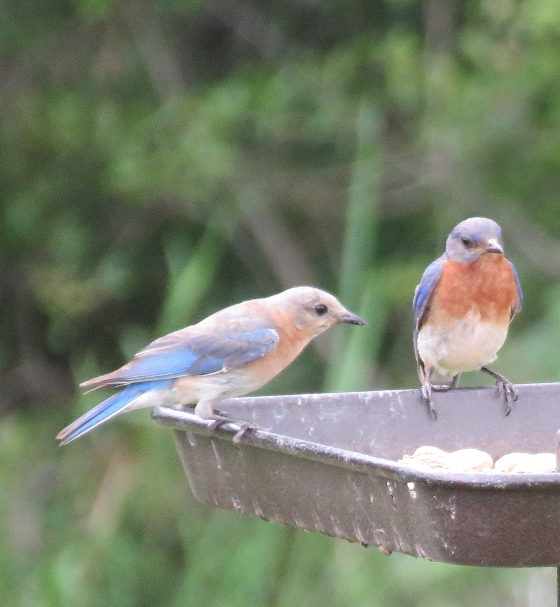 Eastern Bluebird - ML638367878