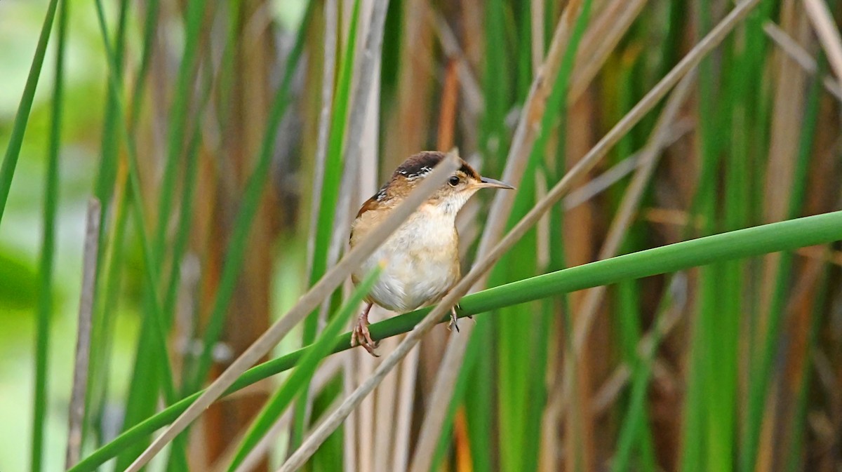 Marsh Wren - ML638367921