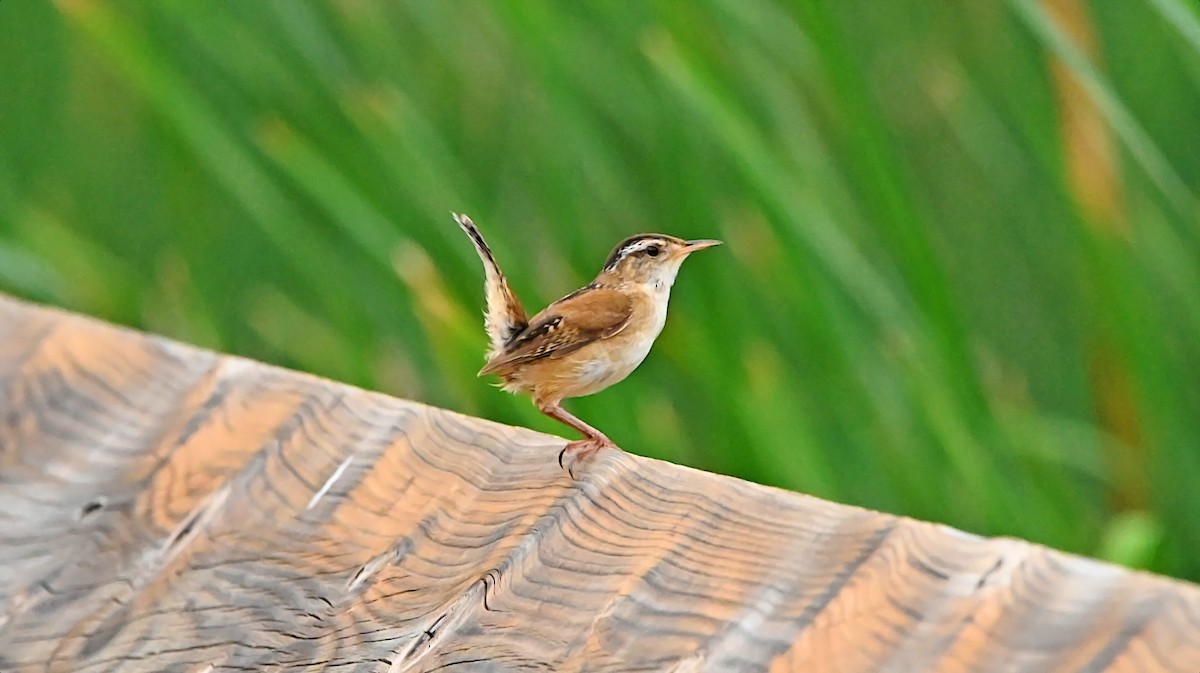 Marsh Wren - ML638367927