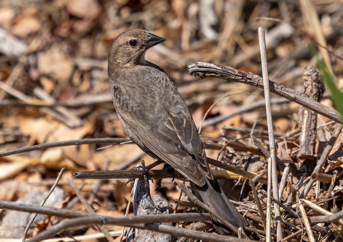 brunhodetrupial - ML638367943
