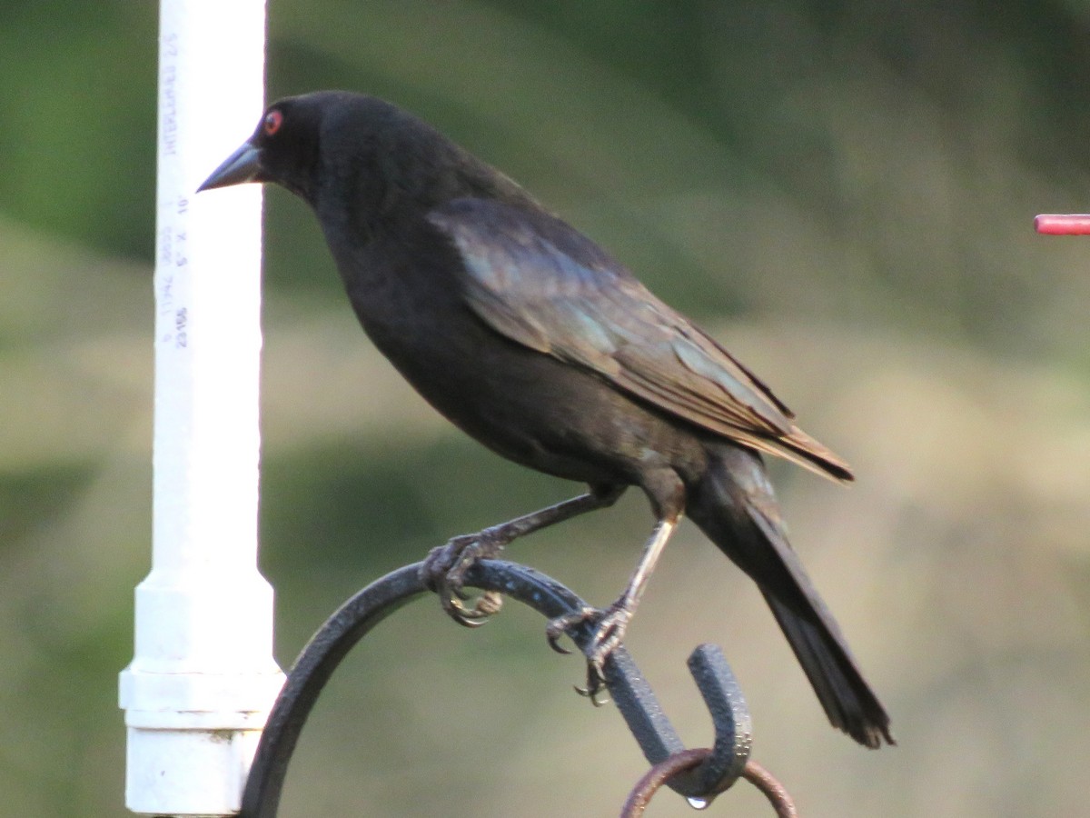 Bronzed Cowbird - ML638367955