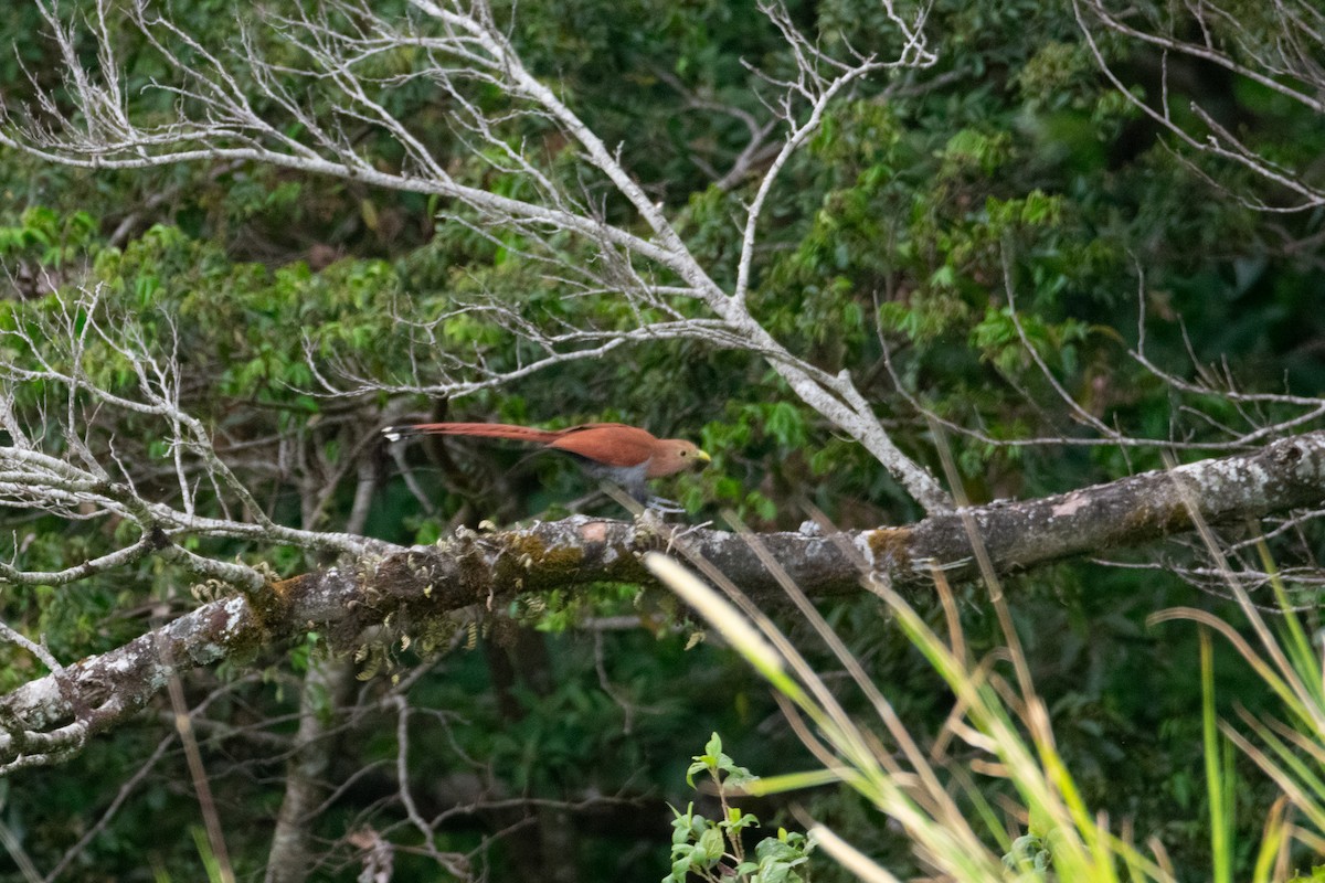 Squirrel Cuckoo - ML638368007