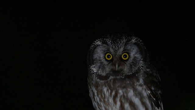 Boreal Owl (Richardson's) - ML638368012