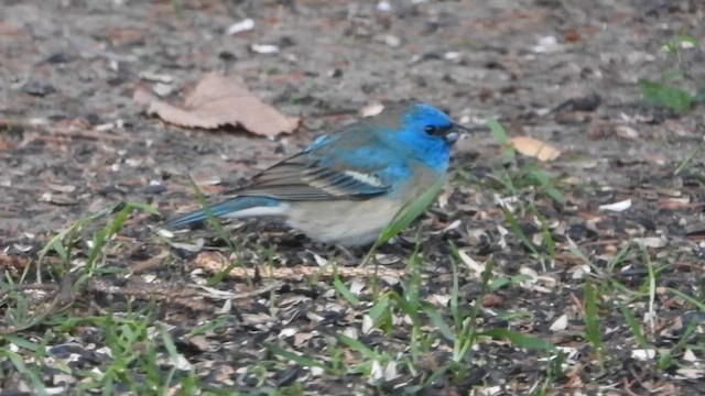 Lazuli Bunting - ML638368019