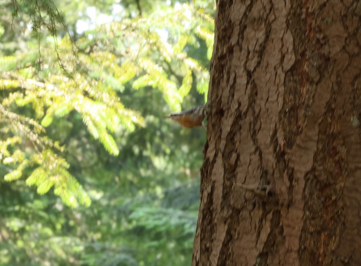 Eurasian Nuthatch - ML638368021