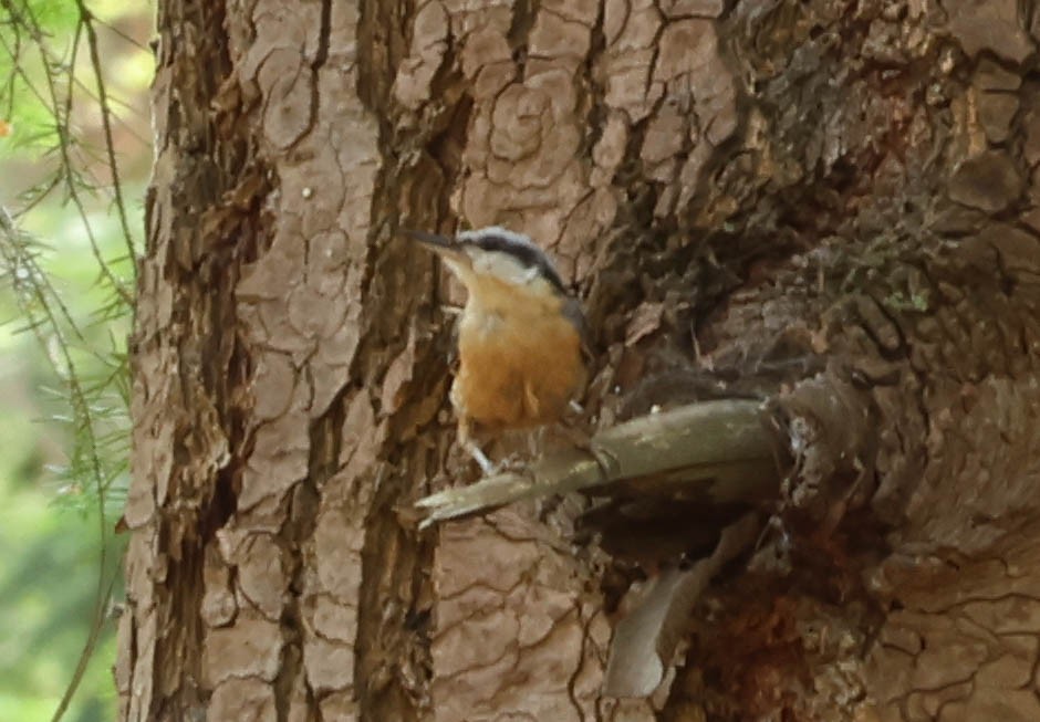 Eurasian Nuthatch - ML638368023