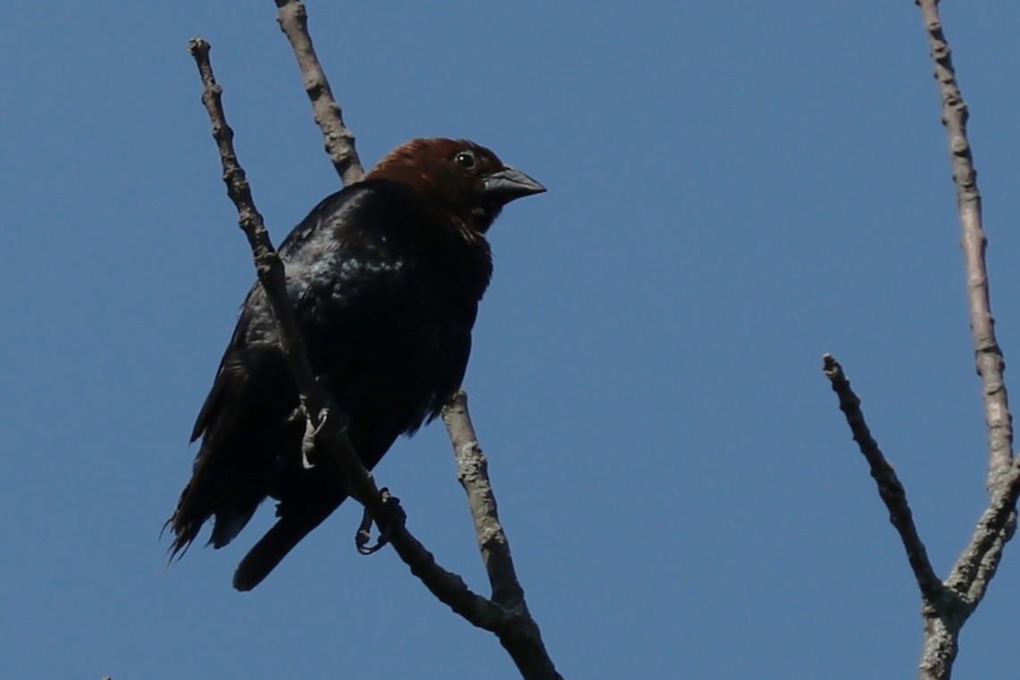 brunhodetrupial - ML638368030