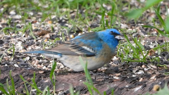 Lazuli Bunting - ML638368032