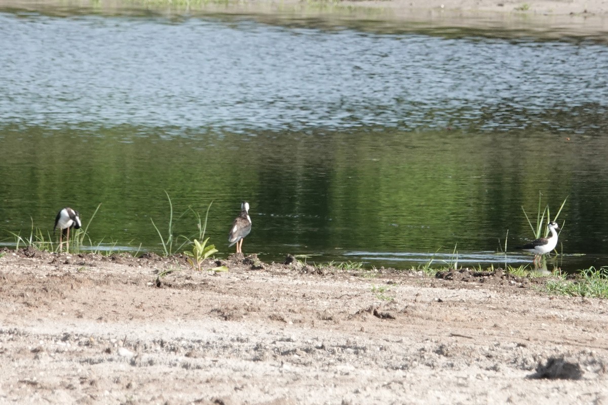 Black-necked Stilt - ML638368037