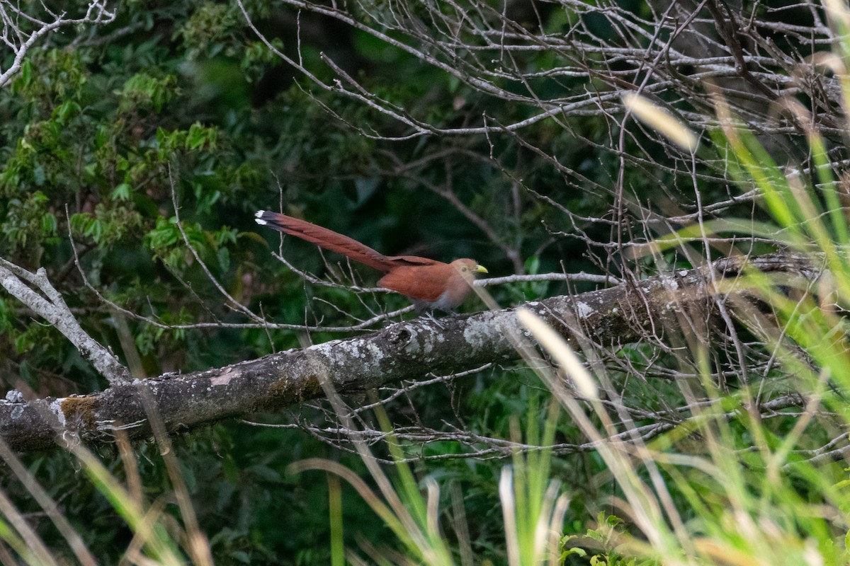Squirrel Cuckoo - ML638368050