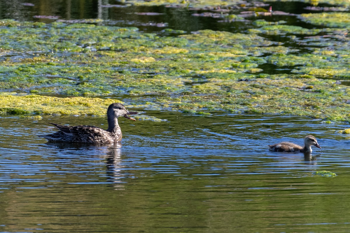 Gadwall - ML638368057