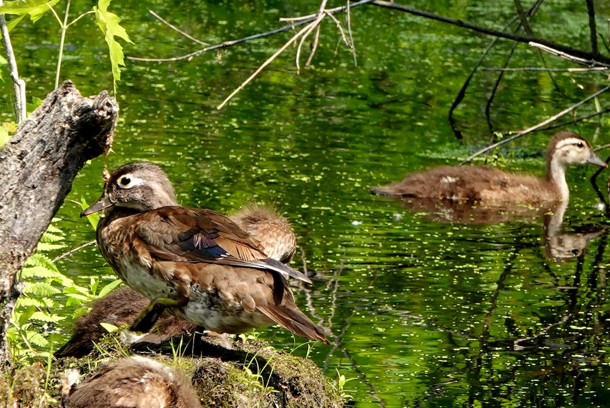 Canard branchu - ML638368062