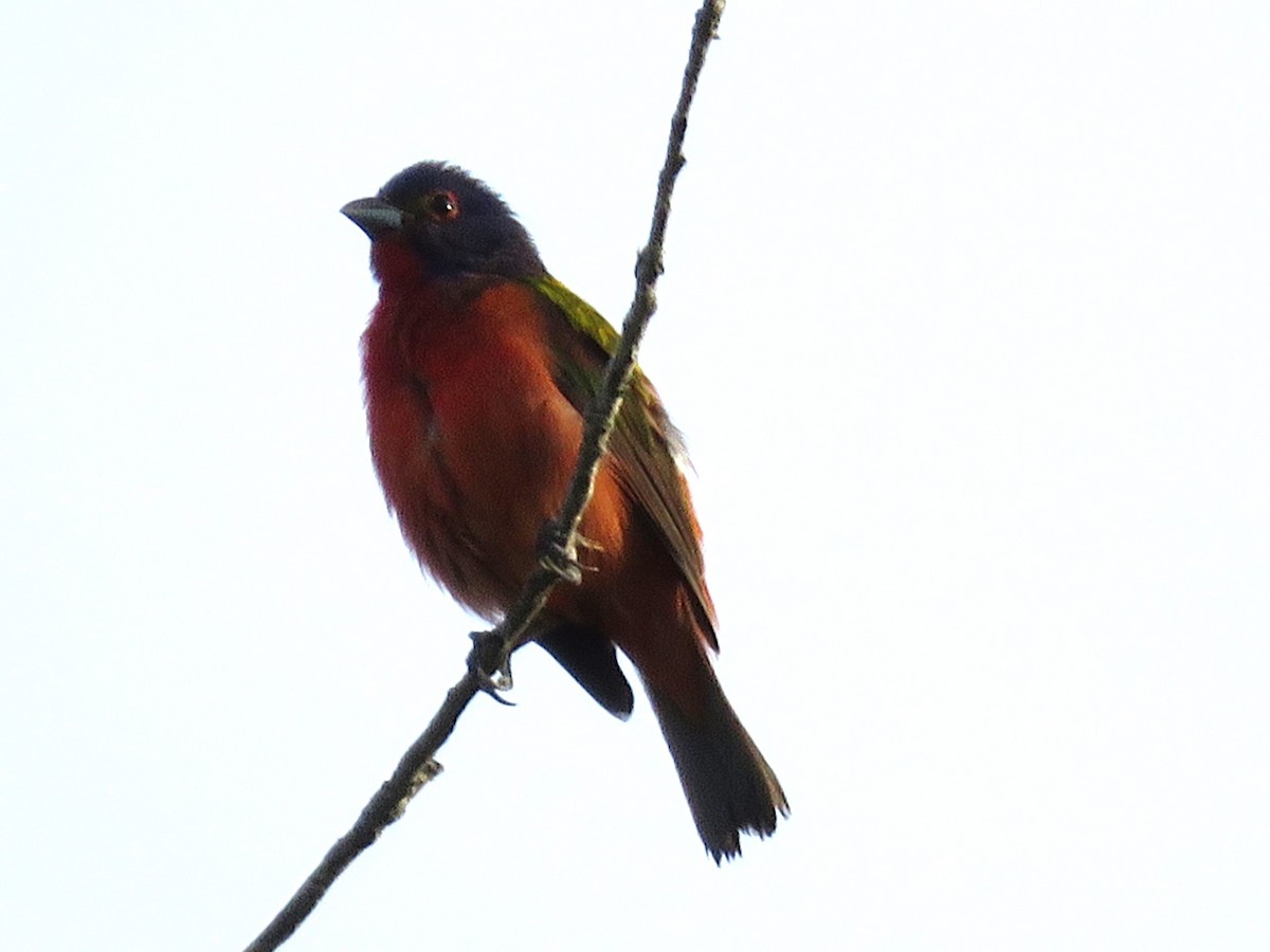 Painted Bunting - ML638368082