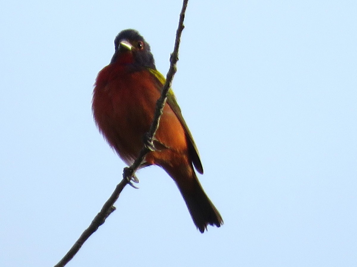 Painted Bunting - ML638368083