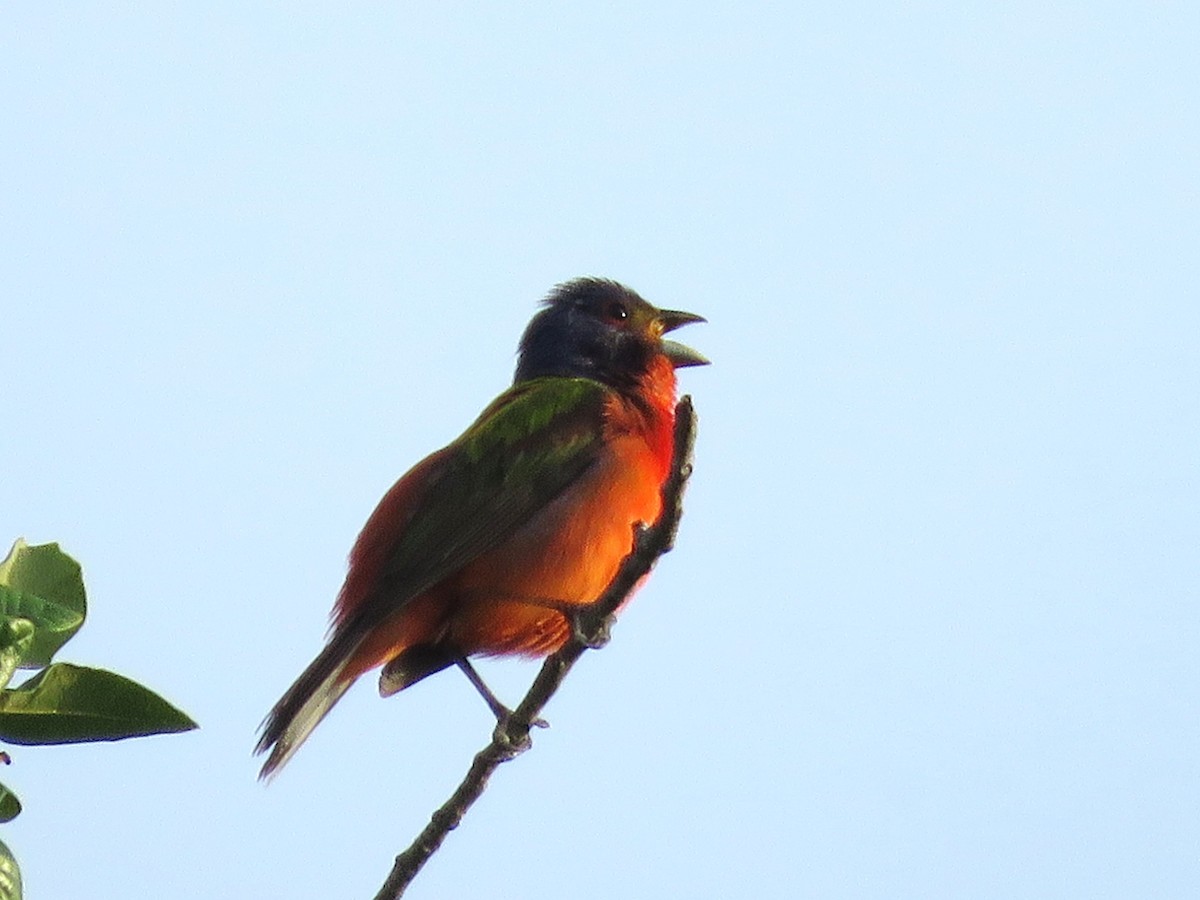 Painted Bunting - ML638368084