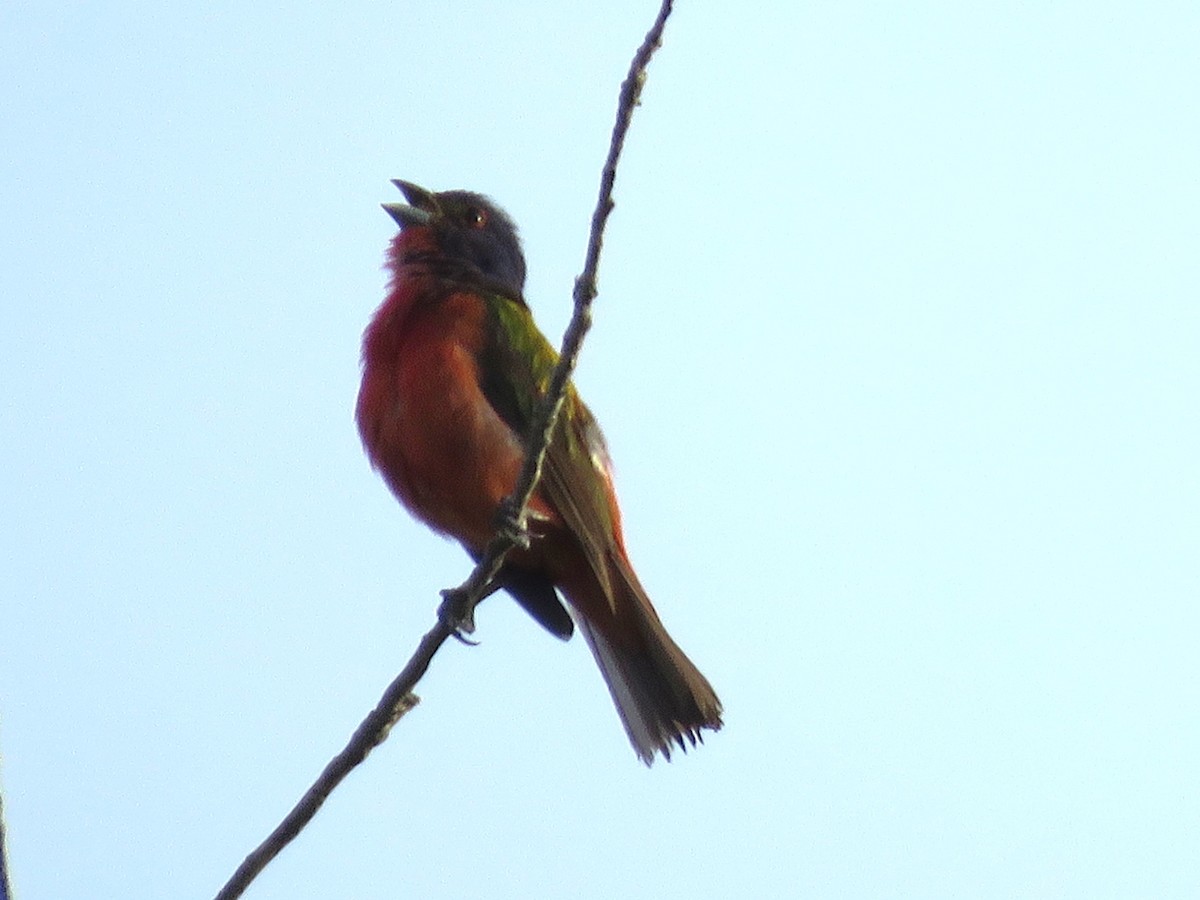 Painted Bunting - ML638368085