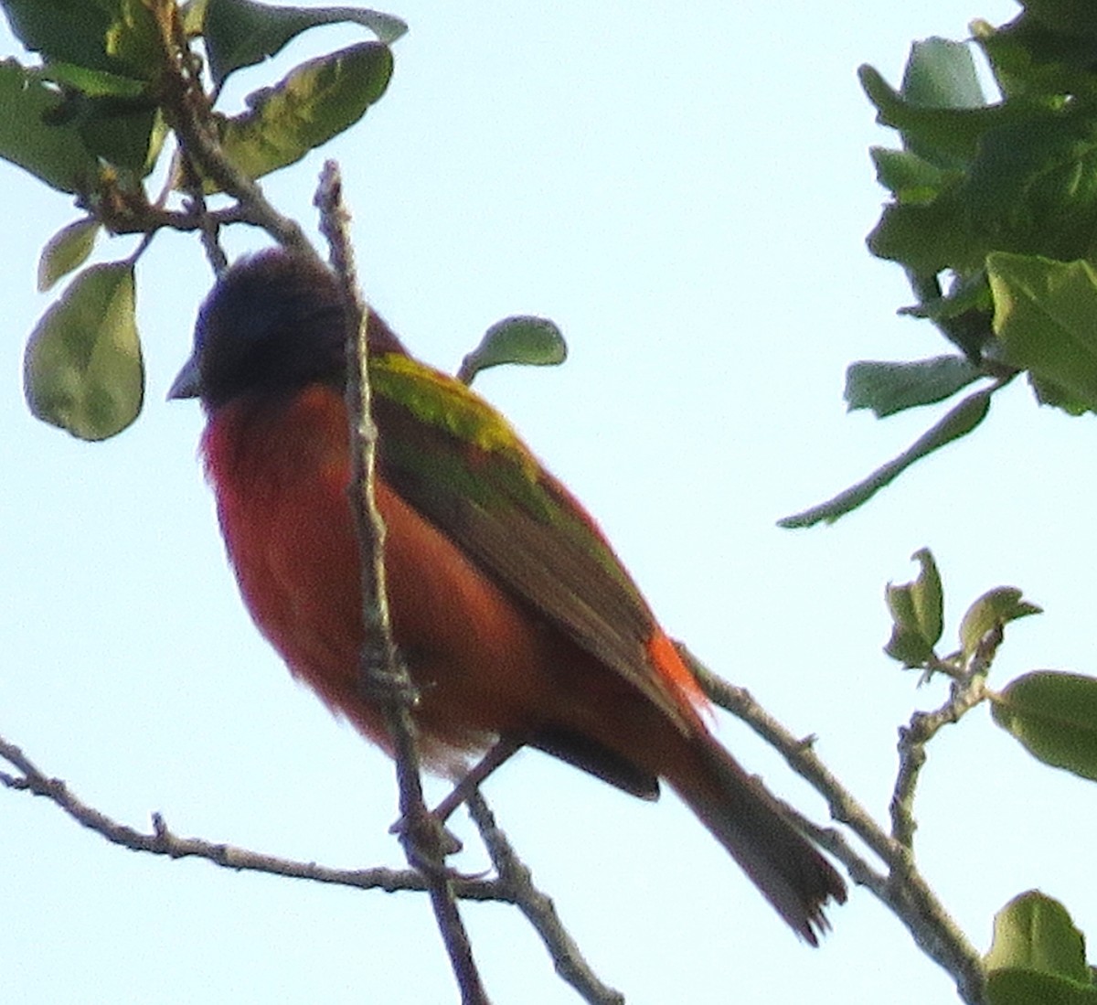 Painted Bunting - ML638368086