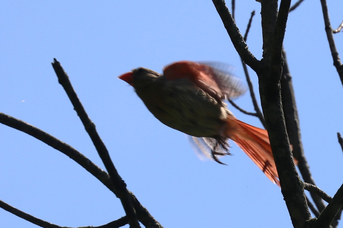 Cardenal Norteño - ML638368103