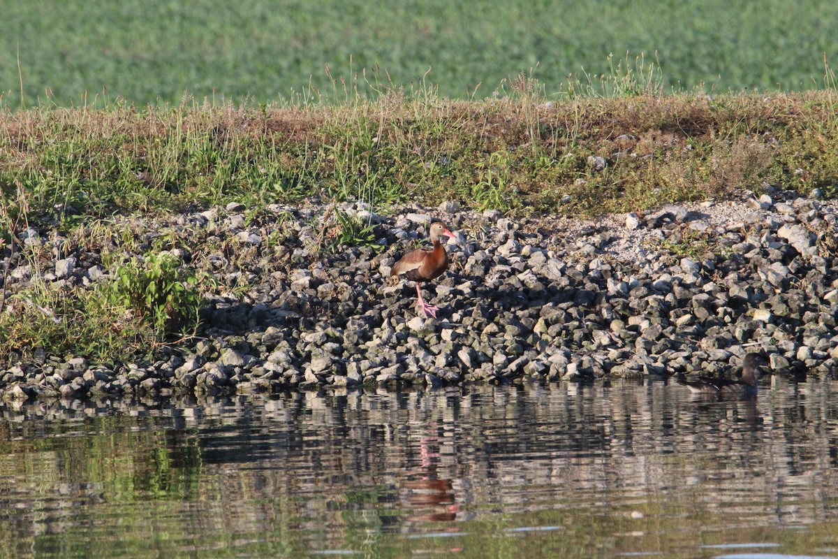 Black-bellied Whistling-Duck - ML638368106