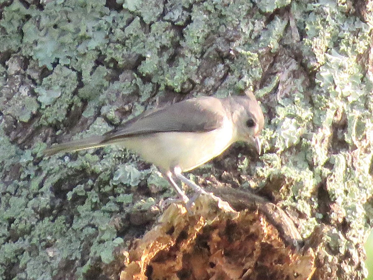 Tufted Titmouse - ML638368118