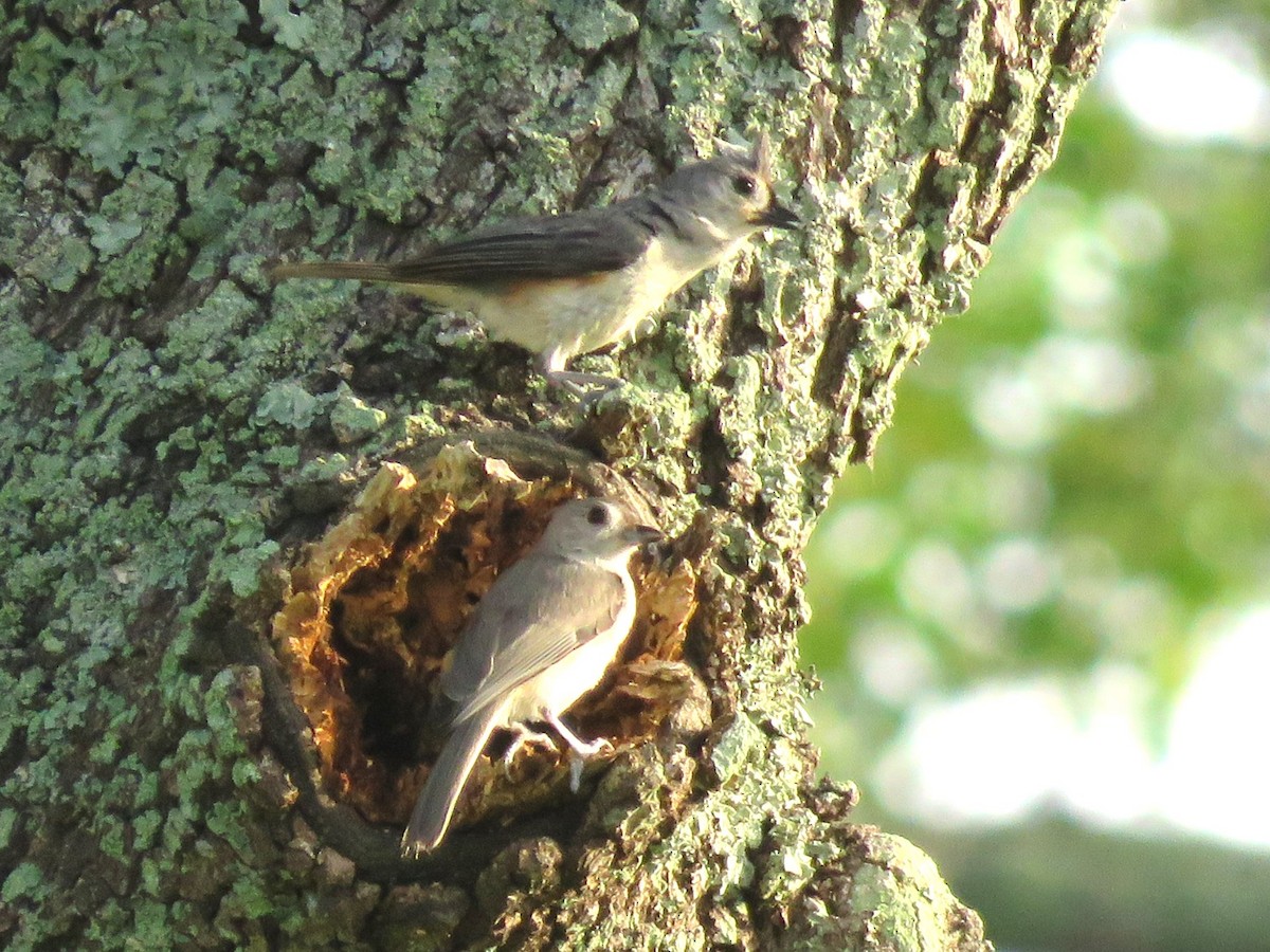 Tufted Titmouse - ML638368121