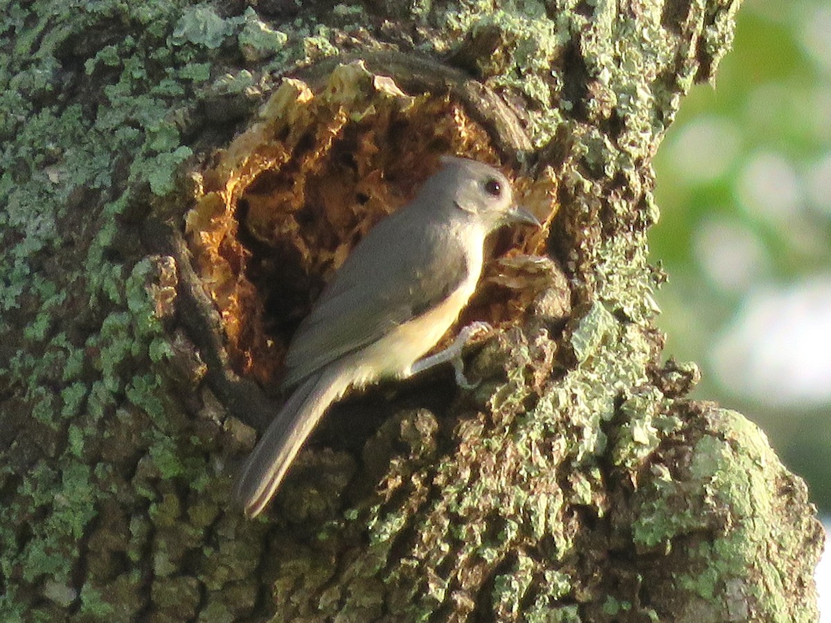 Tufted Titmouse - ML638368125