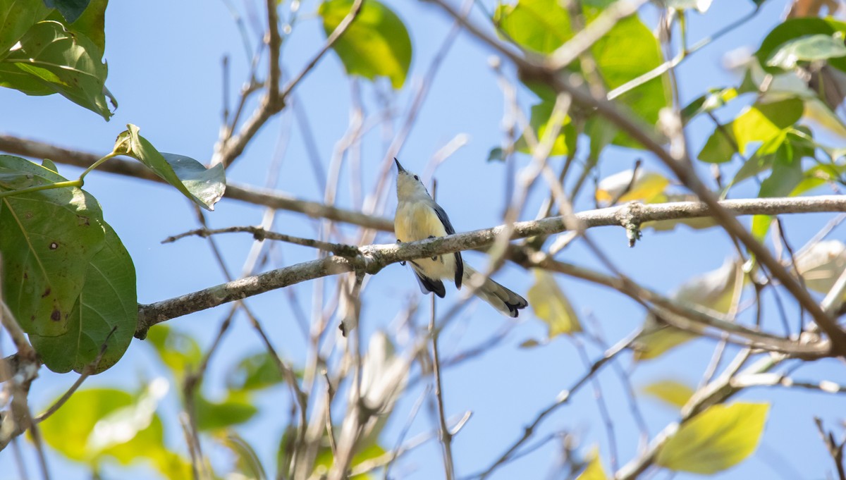Creamy-bellied Gnatcatcher - ML638368146