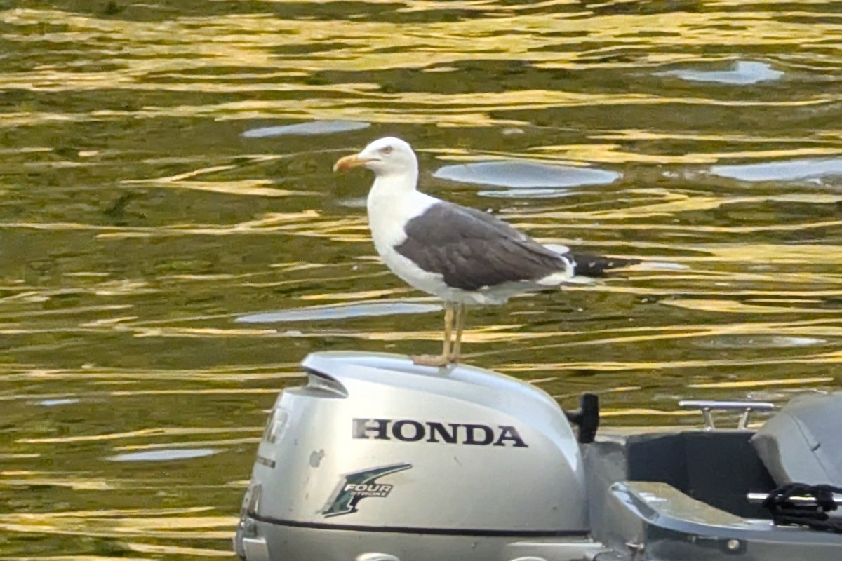Lesser Black-backed Gull - ML638368153