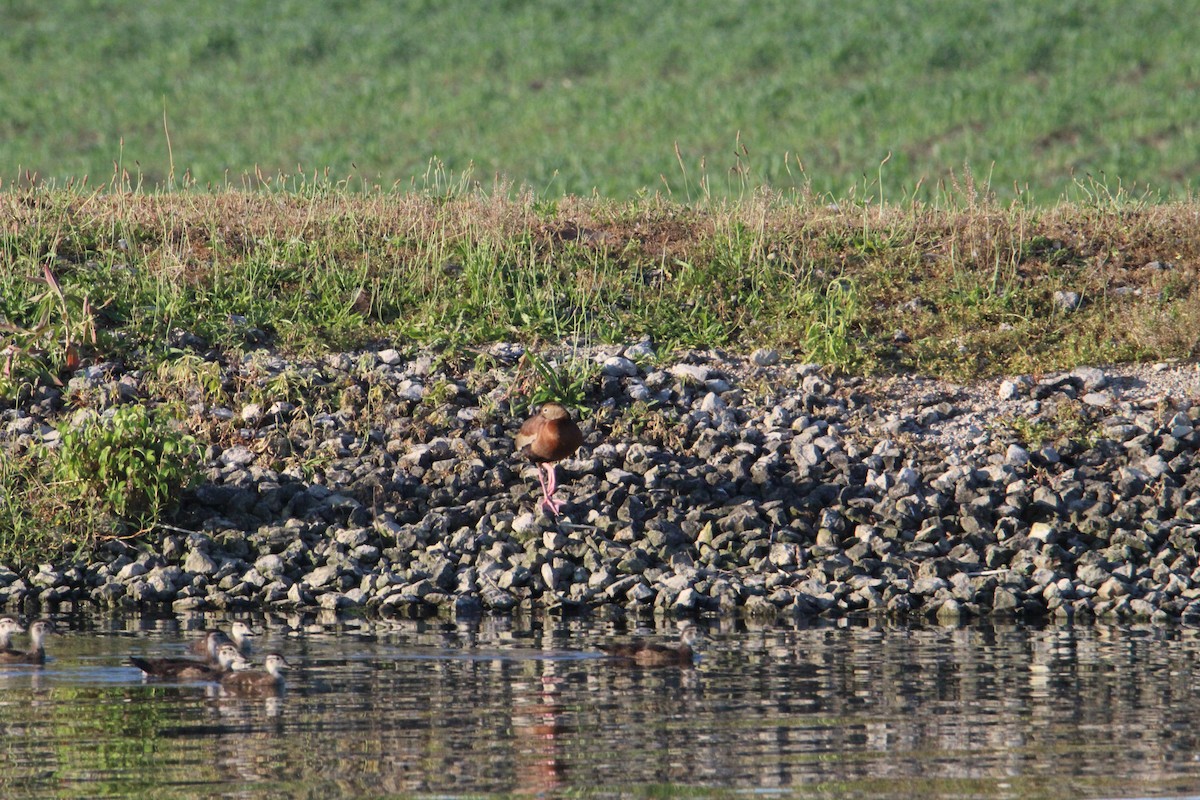 Black-bellied Whistling-Duck - ML638368180
