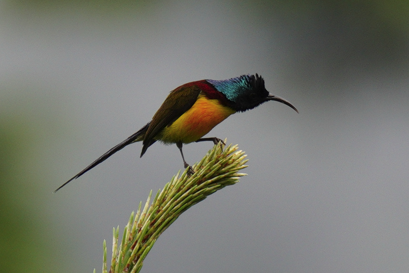 Green-tailed Sunbird - ML638368182