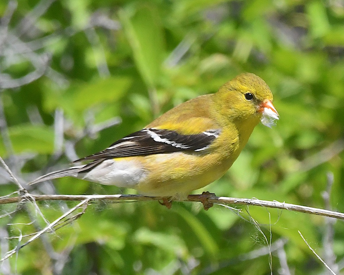 gulstillits - ML638368243