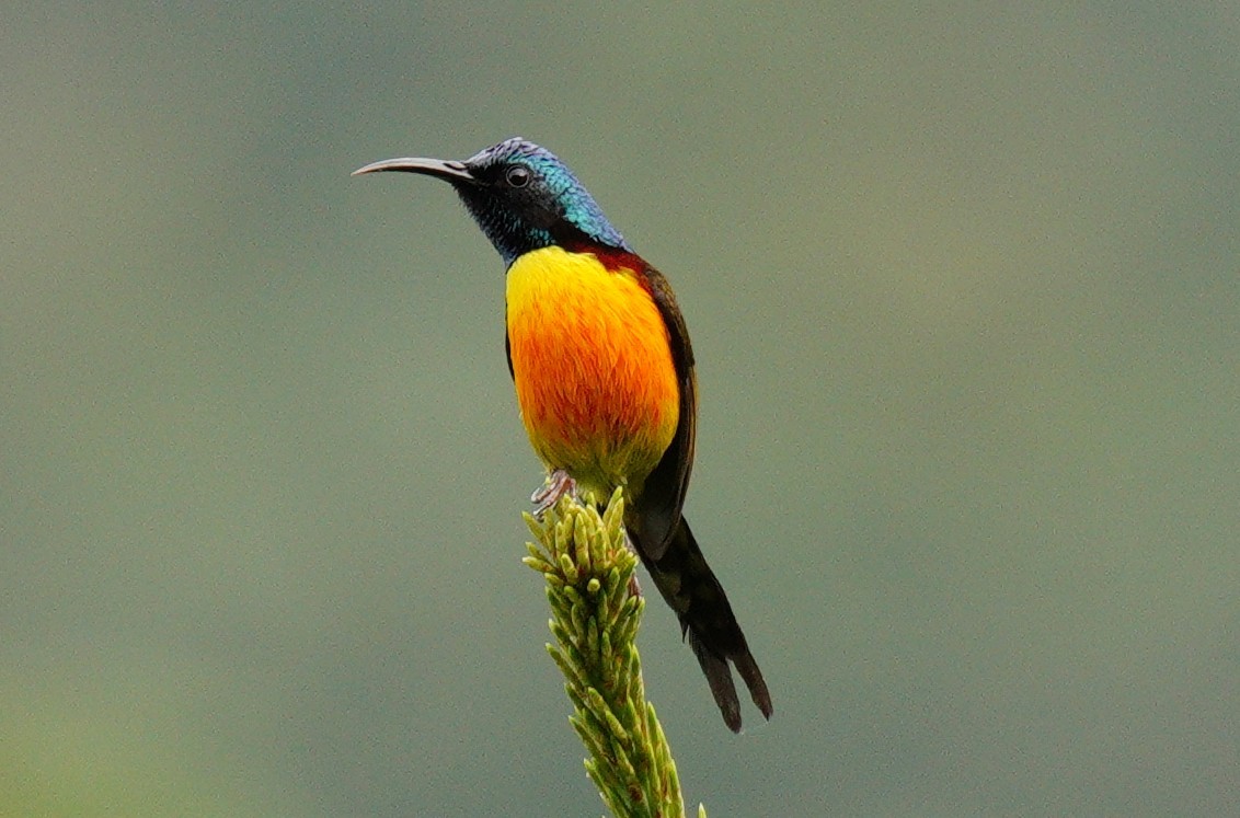 Green-tailed Sunbird - ML638368253